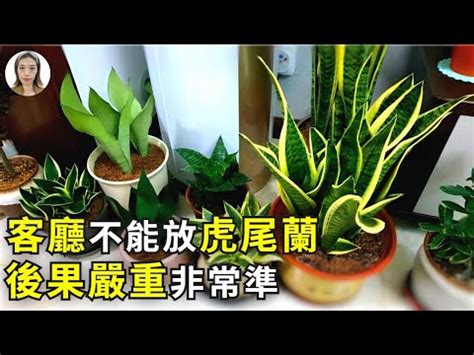 虎尾蘭擺放位置|【虎尾蘭風水】虎尾蘭風水：解厄化煞、招財興運擺放。